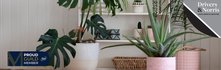 Bring Nature Indoors: Your Guide to House Plants
